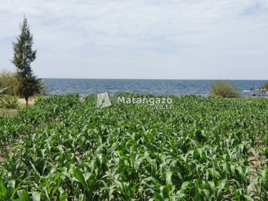 Shamba Linauzwa