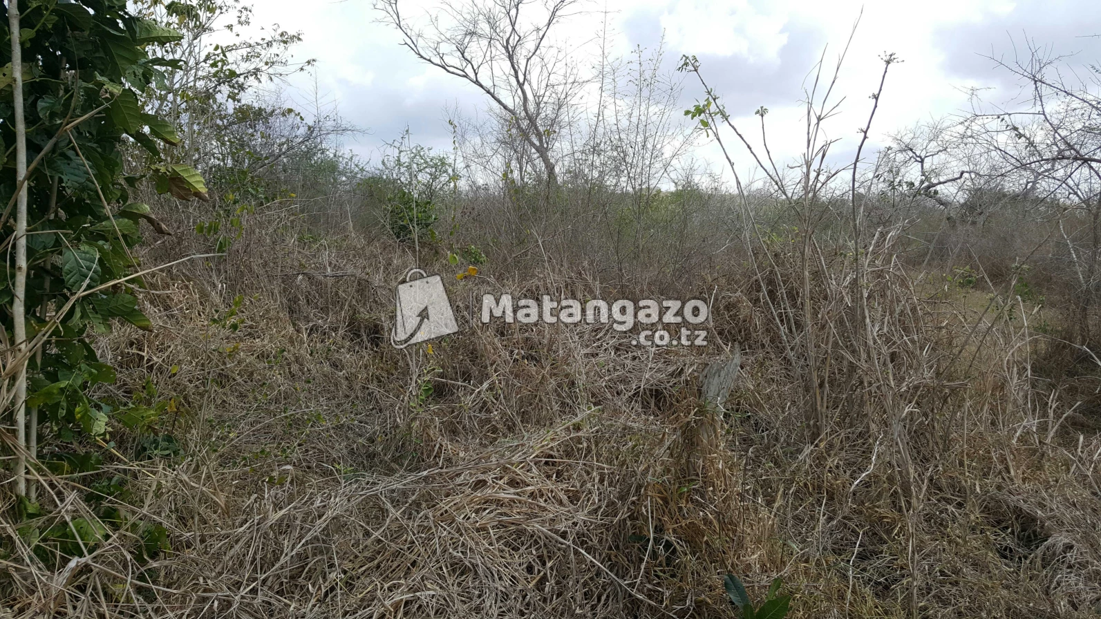 Shamba  Linauzwa