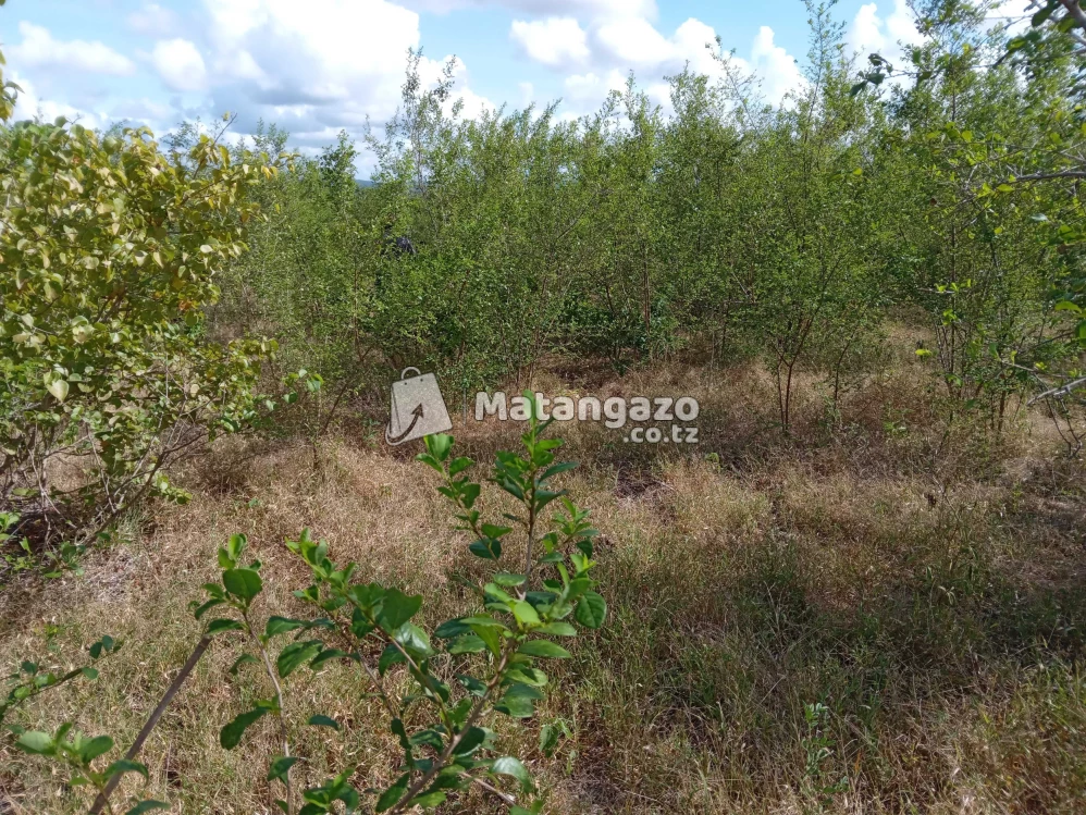 Shamba Linauzwa Kiwangwa Chalinze