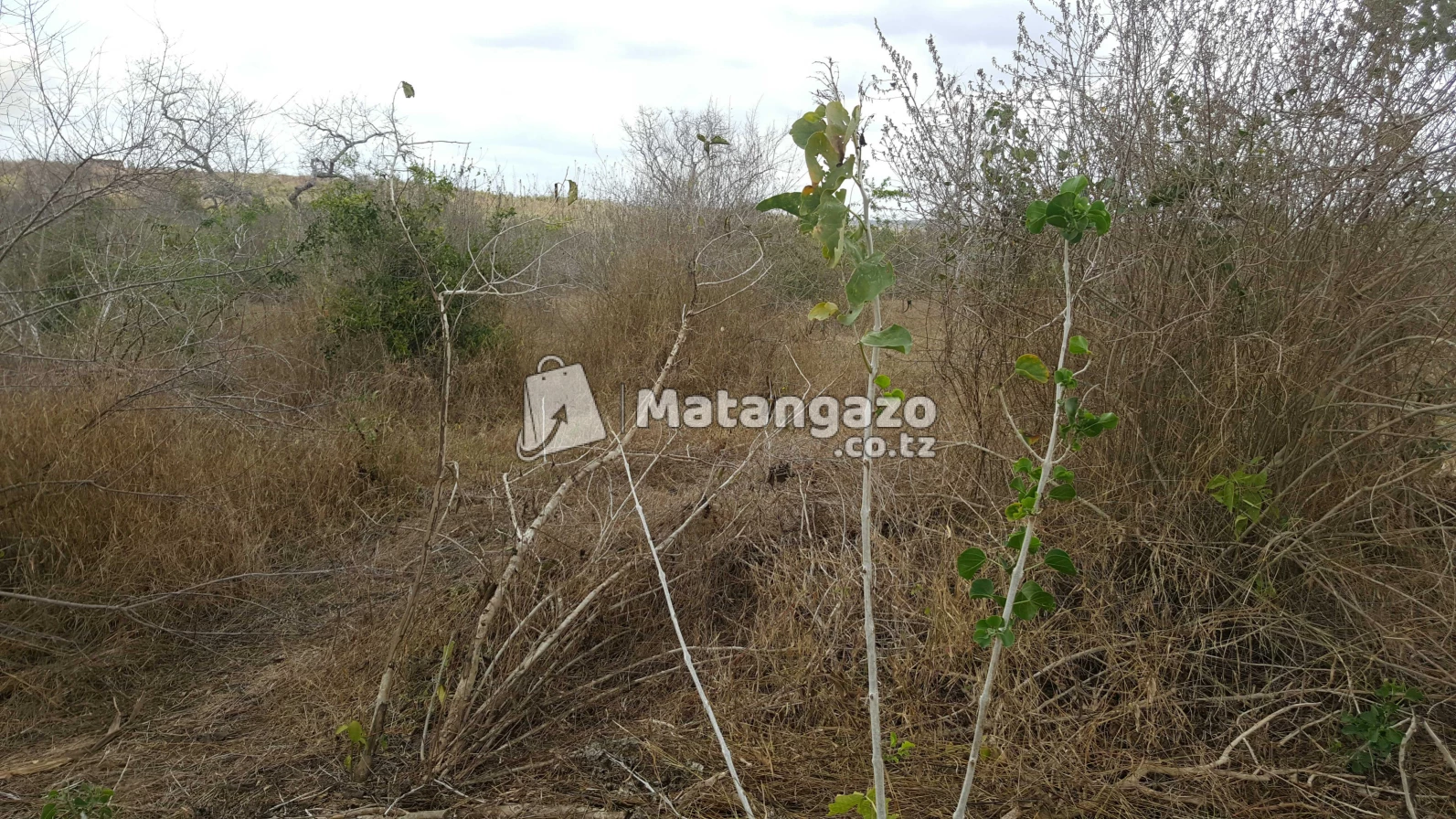 Nauza  Shamba