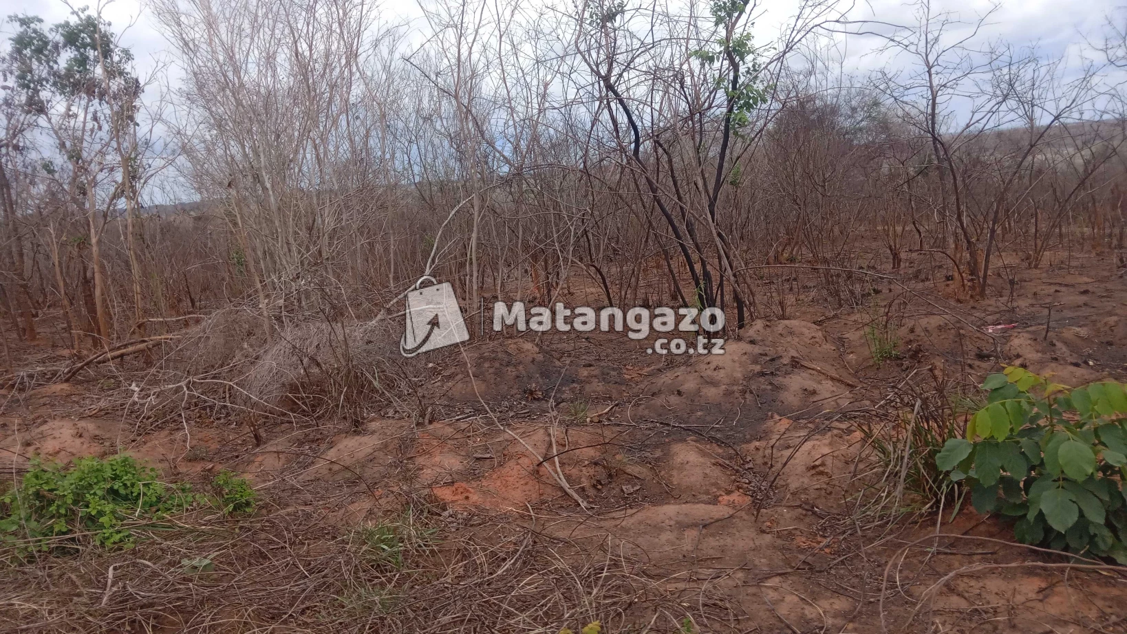 Shamba Linauzwa Mwetemo