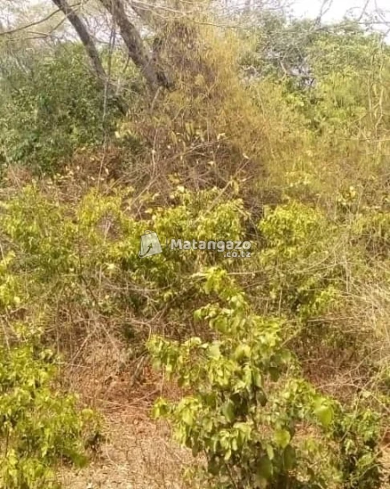 Shamba La Eka 90 Linauzwa Kiwangwa Bagamoyo