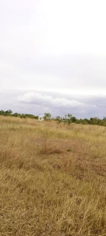 Shamba La Eka 100 Kwamsisi