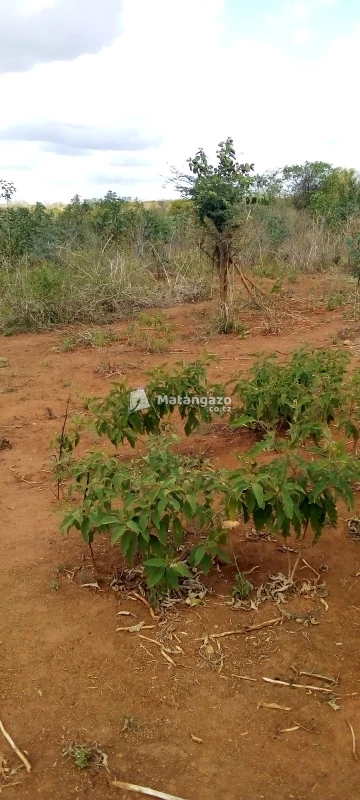 Shamba La Eka 300 Linauzwa Lote