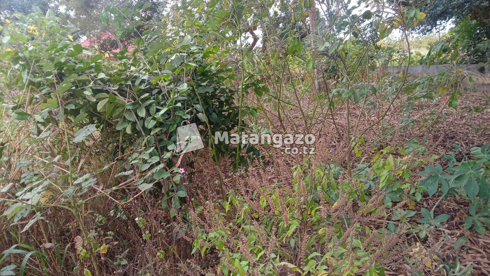 Shamba Linauzwa