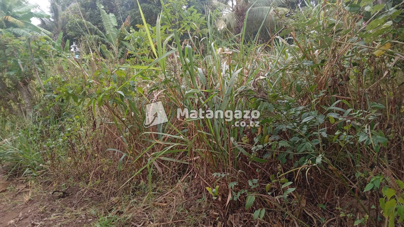Shamba Linauzwa