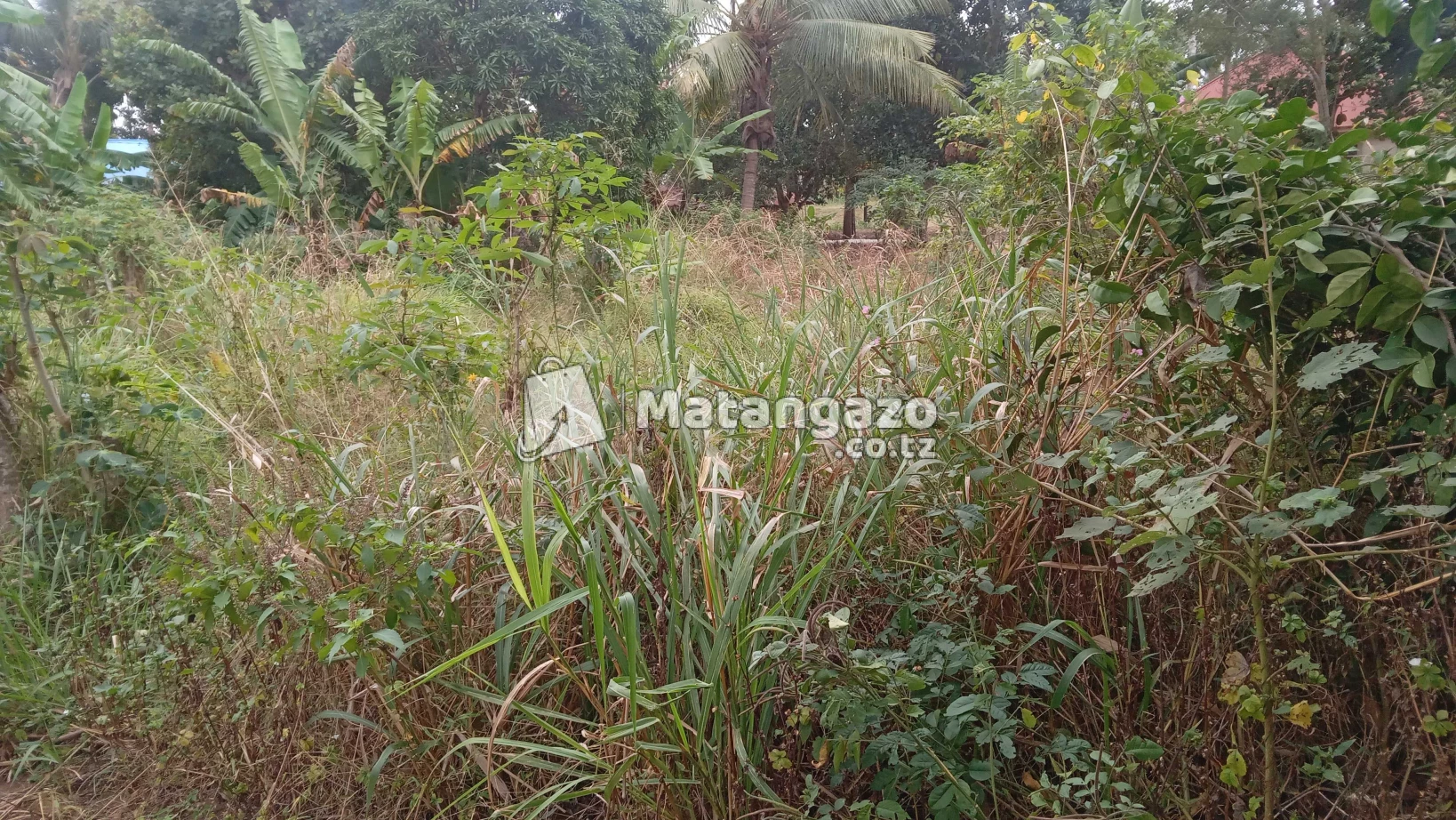 Shamba Linauzwa