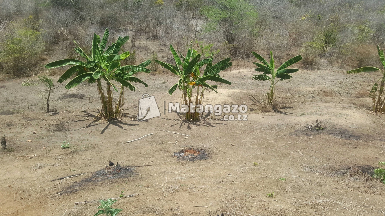 Shamba  Linauzwa  Mbwewe