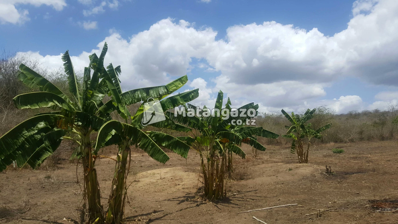 Shamba  Linauzwa  Mbwewe