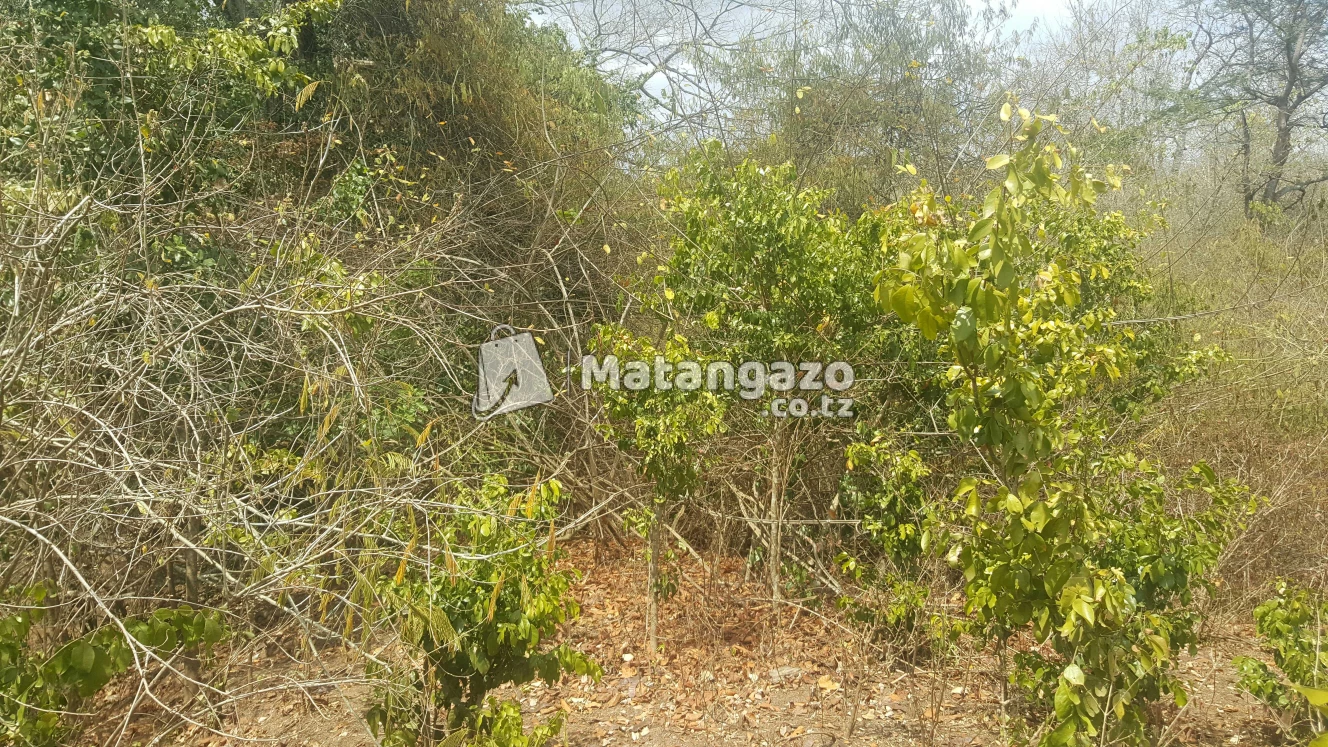 Shamba Linauzwa