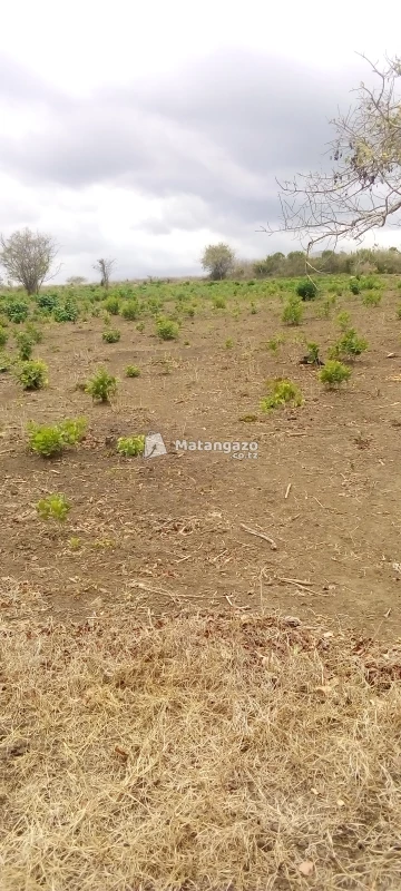 Shamba Linauzwa Kiwangwa Bagamoyo