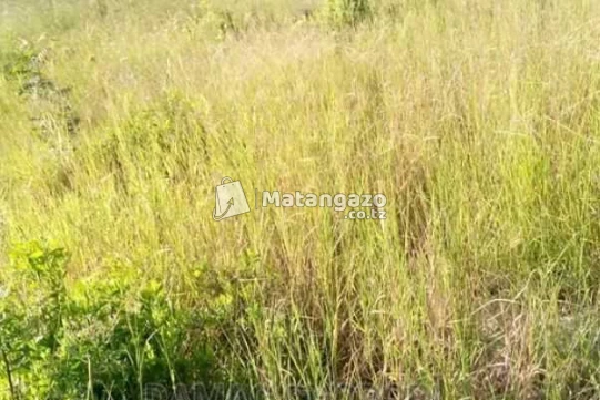 Shamba Linauzwa Heka 300 Bagamoyo Kiwangwa