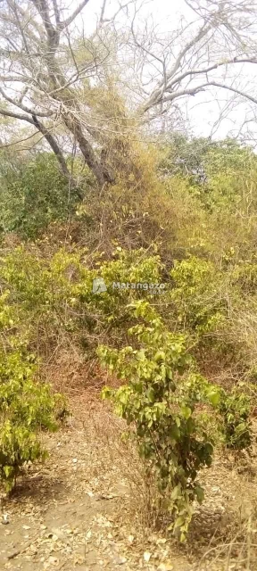 Shamba Heka 200 Linauzwa Bagamoyo