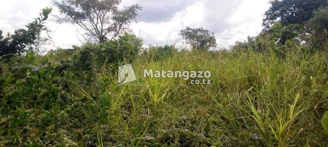 Shamba Linauzwa Tanga Heka 100