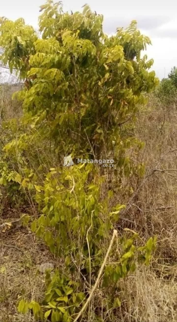 Shamba Linauzwa Bagamoyo Kiwangwa Heka 5
