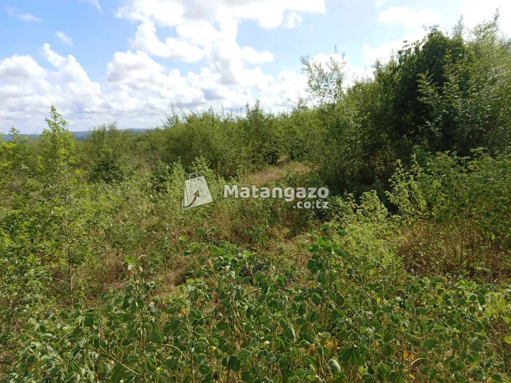 Shamba Linauzwa Kiwangwa Bagamoyo Pwani