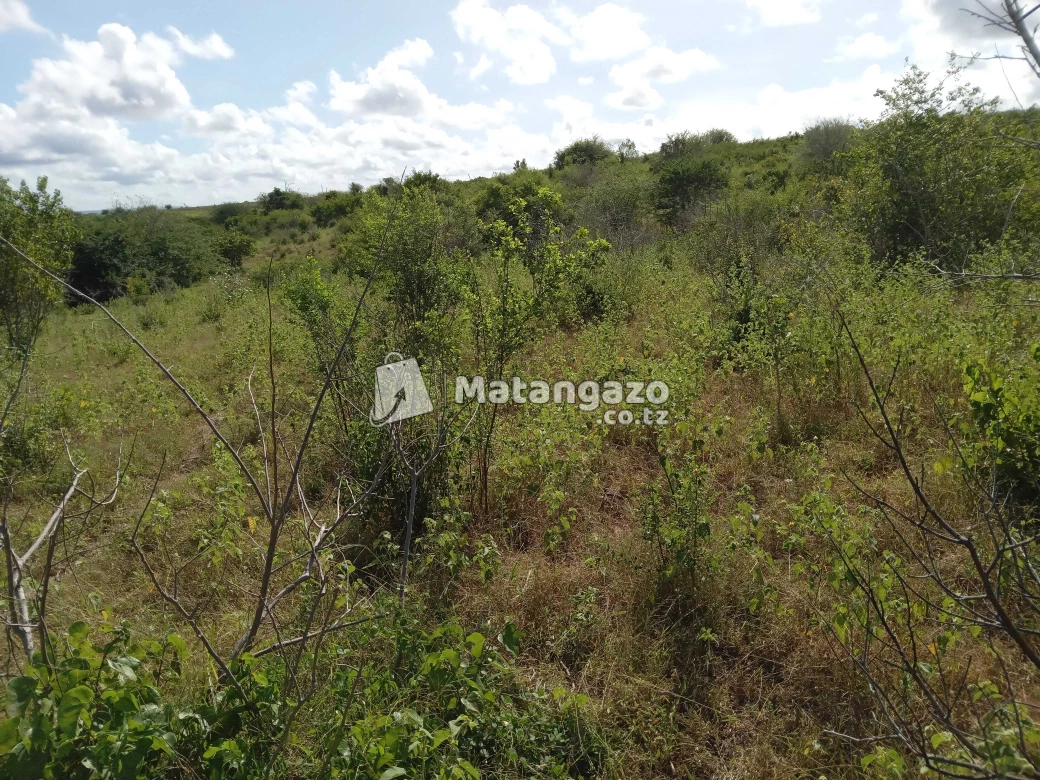 Shamba Linauzwa Kiwangwa Bagamoyo Pwani