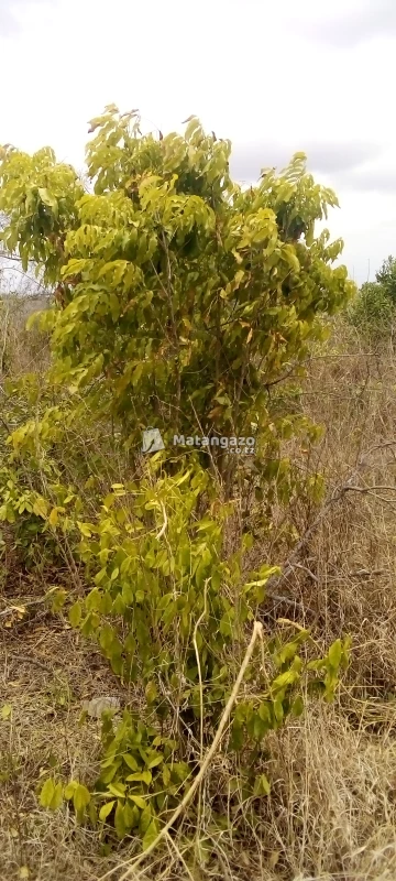 Shamba La Eka 10 Linauzwa Kiwangwa Bagamoyo