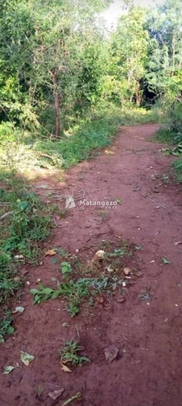 Nauza Shamba La Eka 100 Mkata Mjini