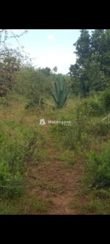Shamba Linauzwa