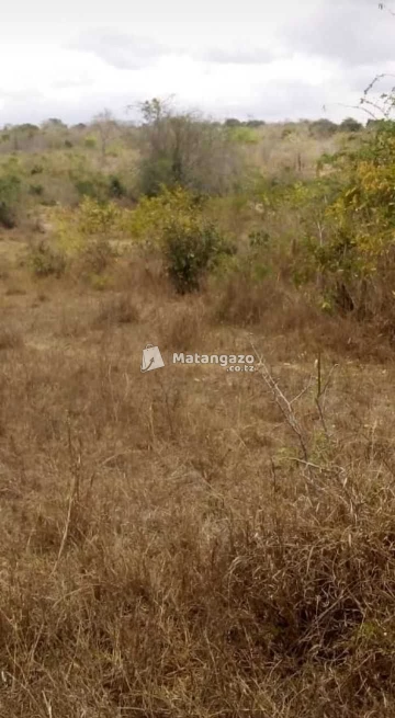 Shamba Heka 100 Linauzwa Mkata Tanga