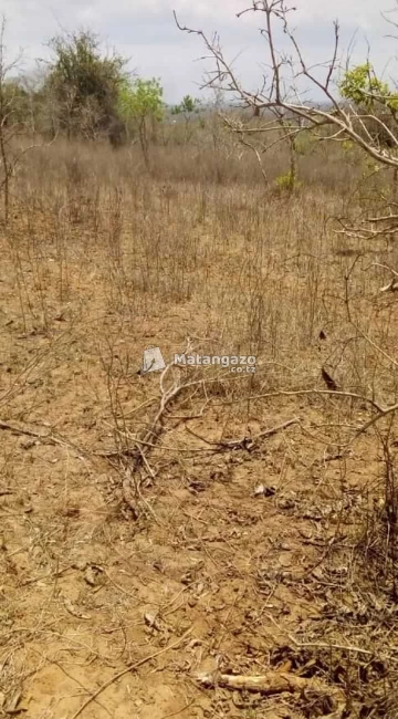 Shamba Linauzwa Heka 100 Mkata Tanga
