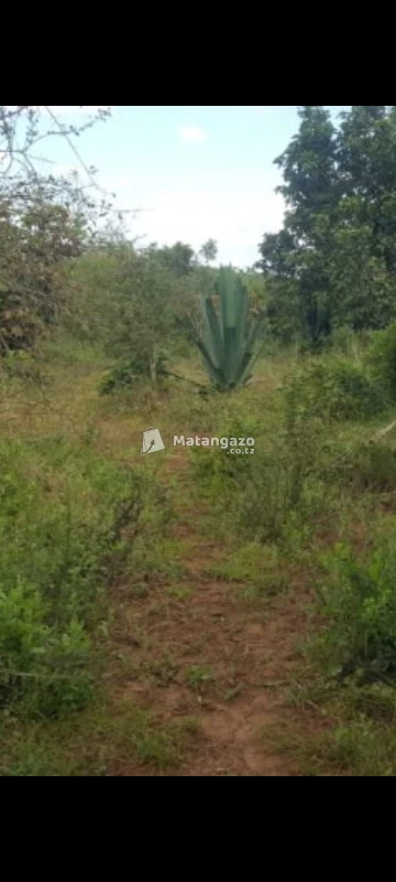 Shamba La Eka 100 Linuzwa Mkata