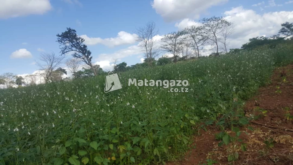 Shamba La Eka 70 Linauzwa Mbwewe