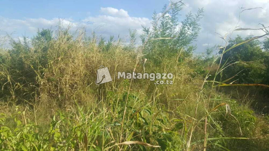 Nauza Shamba  Bagamoyo