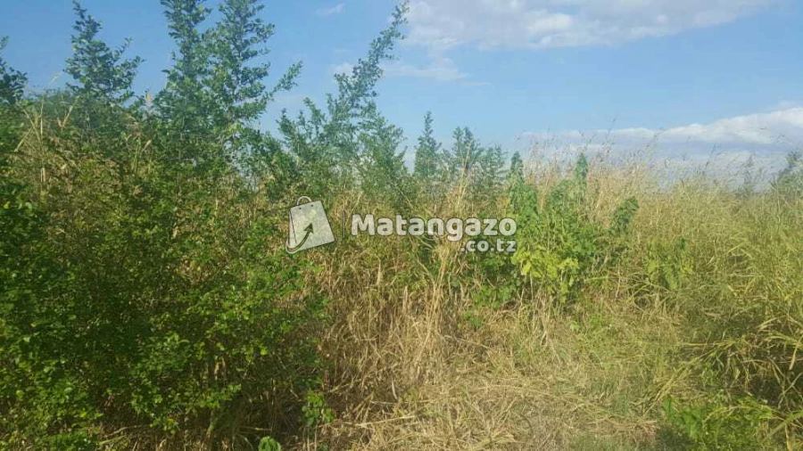 Nauza Shamba  Bagamoyo