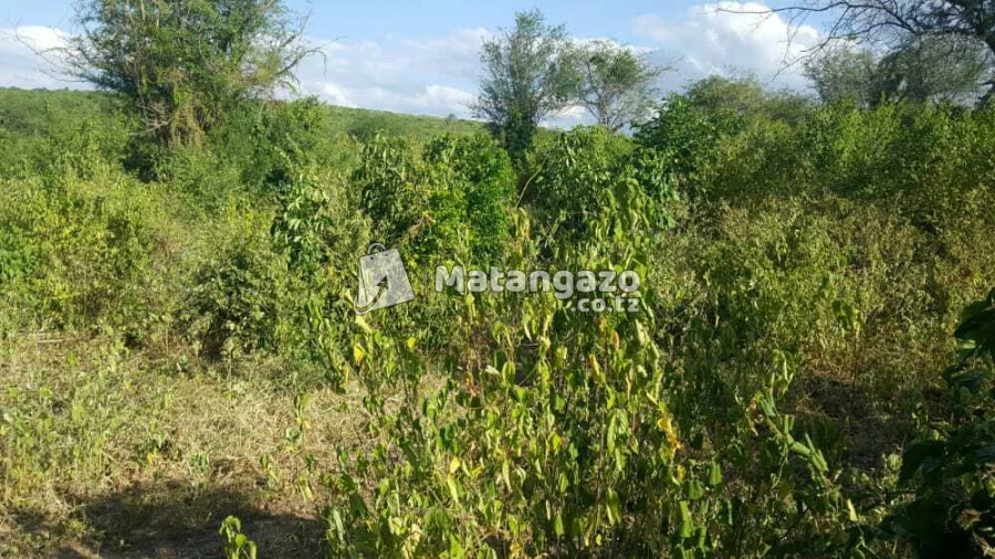 Nauza Shamba  Bagamoyo