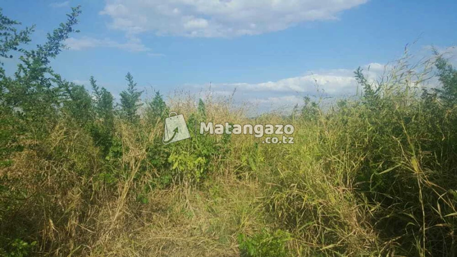 Nauza Shamba  Bagamoyo