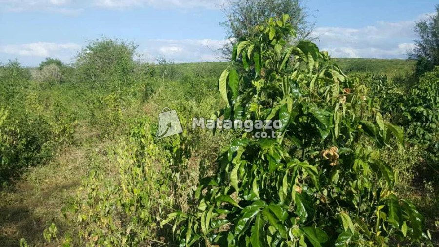 Nauza  Shamba  Bagamoyo