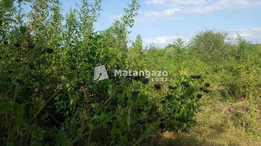 Nauza  Shamba  Bagamoyo