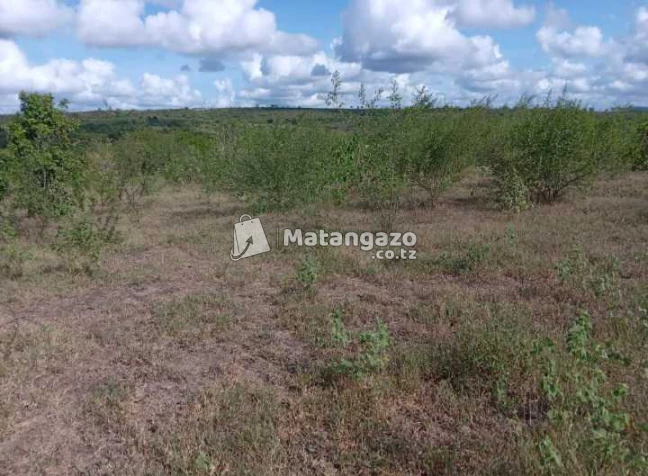 Shamba Linauzwa Kiwangwa Mwetemo