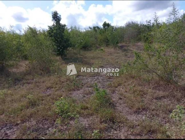 Shamba Linauzwa Kiwangwa Mwetemo