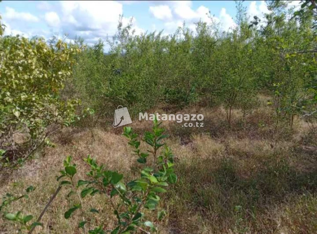 Shamba Linauzwa Kiwangwa Mwetemo