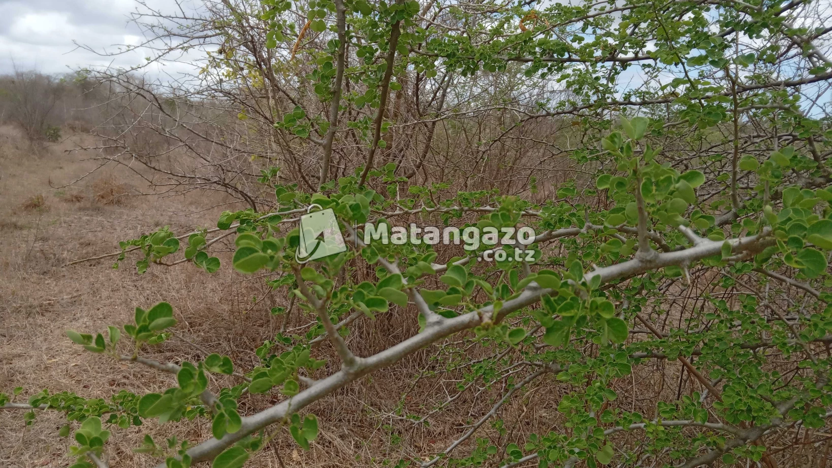 Shamba Linauzwa Kiwangwa
