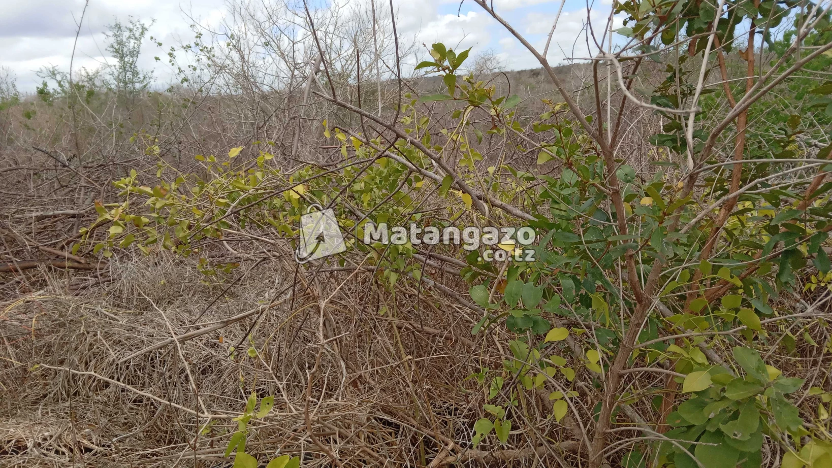 Shamba Linauzwa Kiwangwa