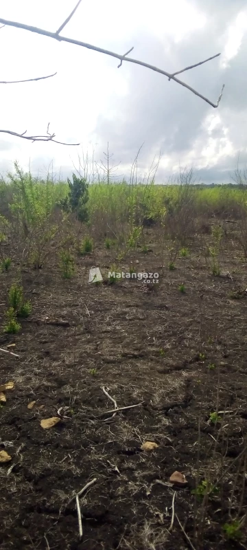 Shamba La Eka 10 Linauzwa Kiwangwa Bagamoyo