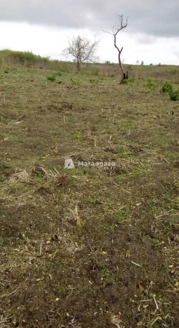 Shamba Heka 13 Linauwa Bagamoyo Kiwangwa