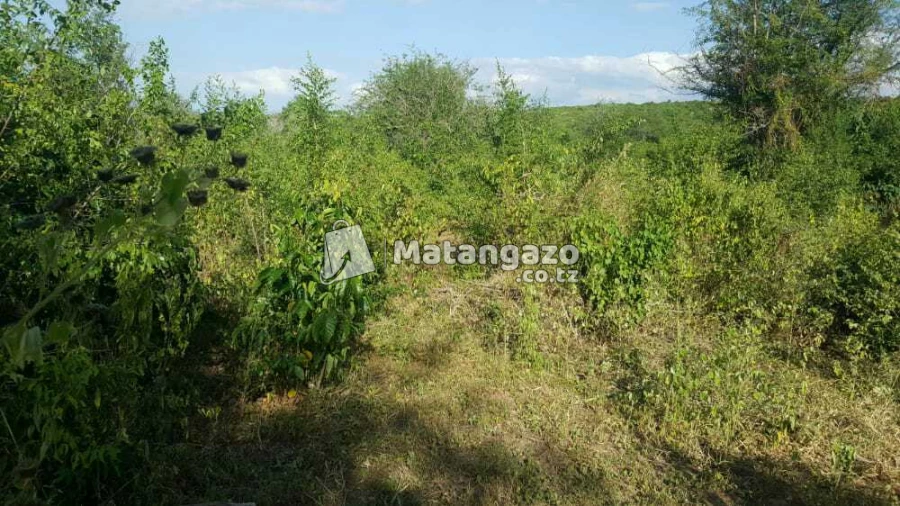 Shamba  Linauzwa  Chalinze