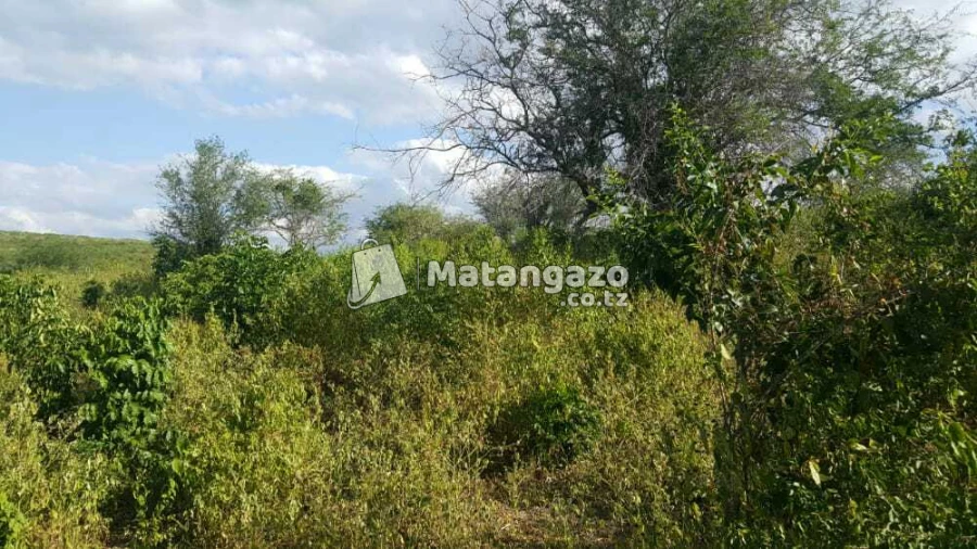 Shamba  Linauzwa  Chalinze