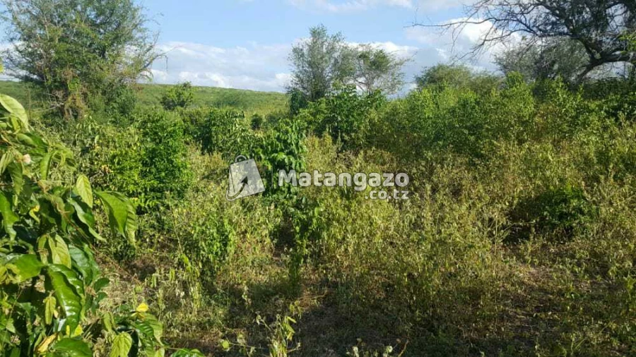 Shamba  Linauzwa  Chalinze