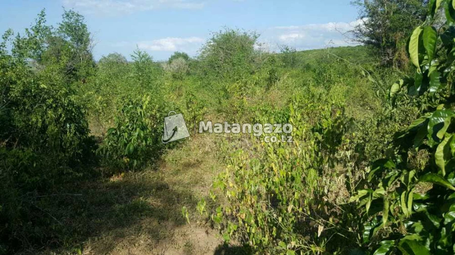 Shamba  Linauzwa  Chalinze