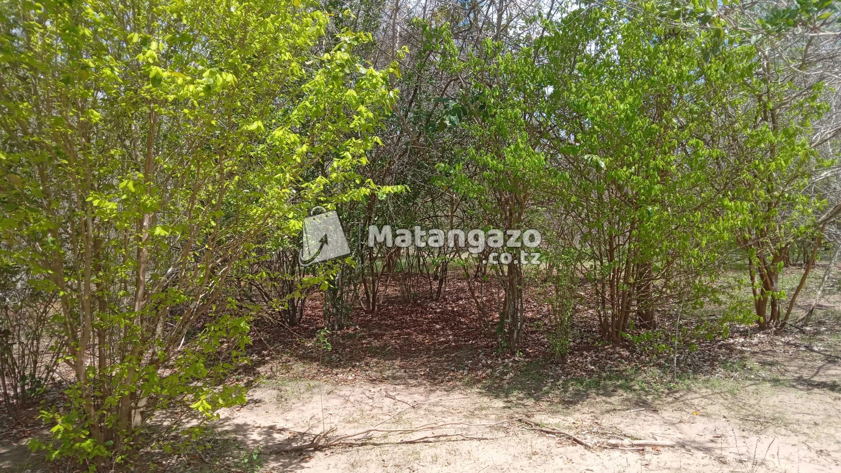 Shamba Linauzwa Mbwewe Chalinze