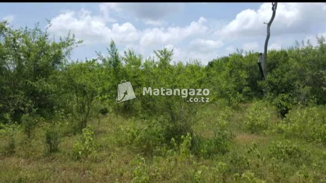 Shamba Linauzwa Mbwewe Chalinze
