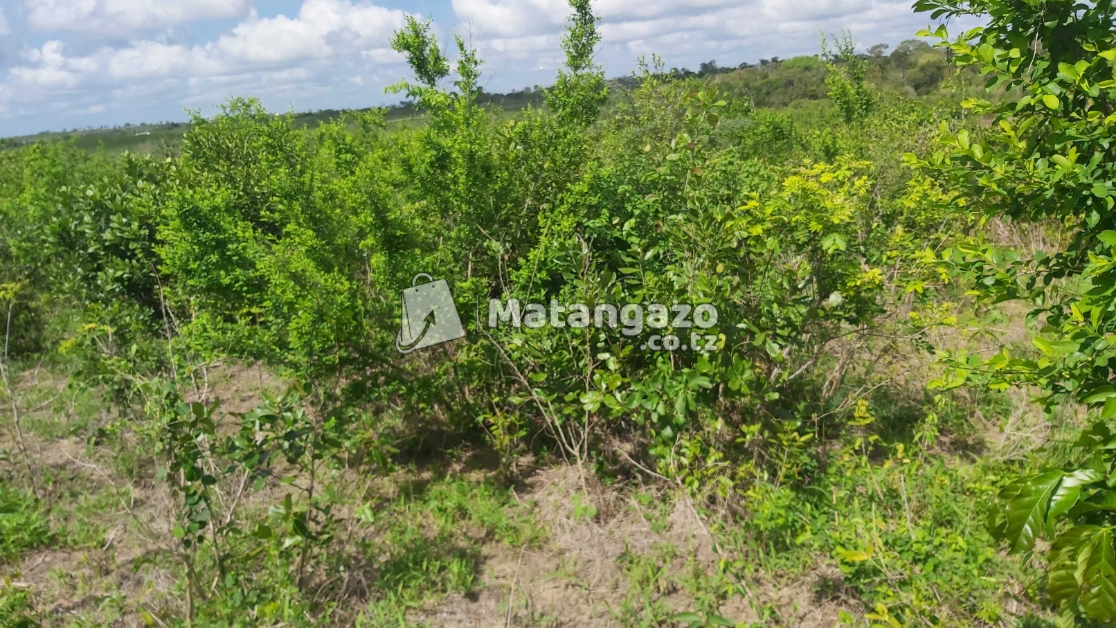 Shamba Linauzwa Mbwewe Bagamoyo