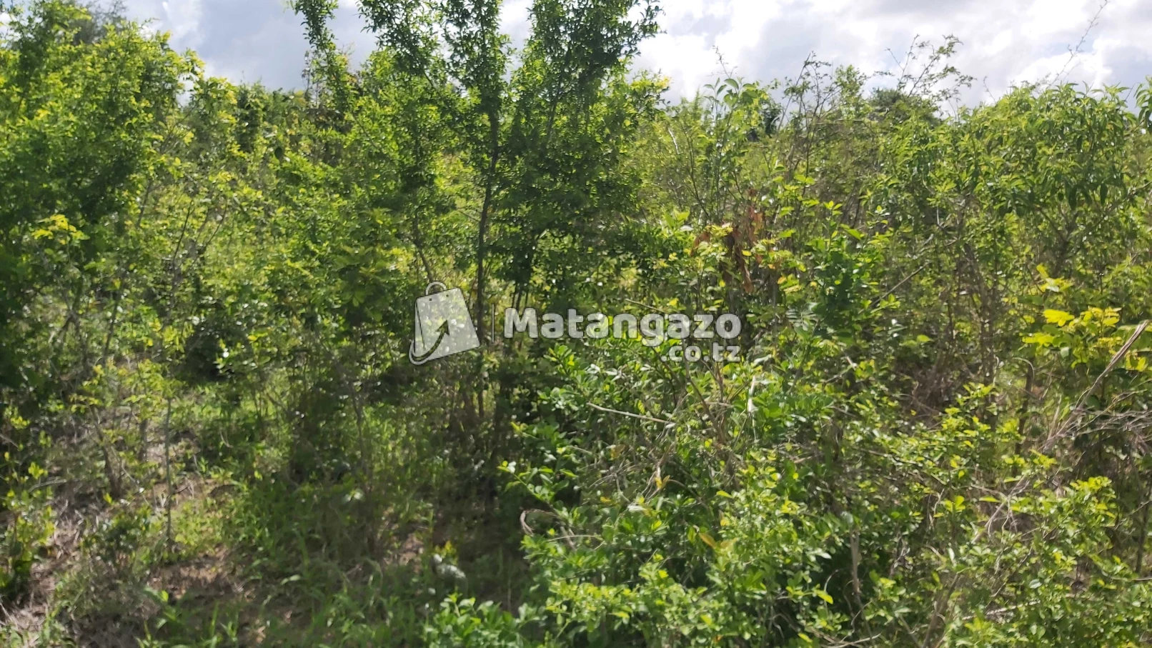 Shamba Linauzwa Mbwewe Bagamoyo