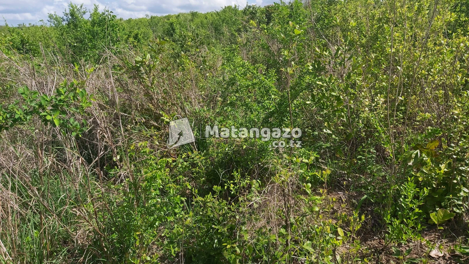 Shamba Linauzwa Kiwangwa